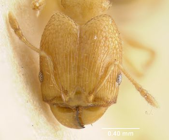 Media type: image;   Entomology 20671 Aspect: head frontal view